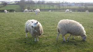 Sheep. They are in the book.